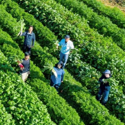 園芸用ネット愛用者-株式会社I（岡山県）